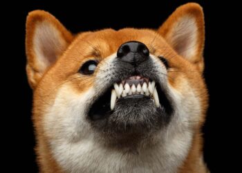 Las principales criptomonedas que podrían destronar a DOGE en 2022